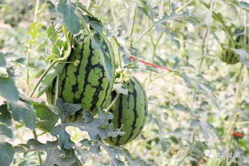 吃瓜网红北京,揭秘京城娱乐圈幕后故事